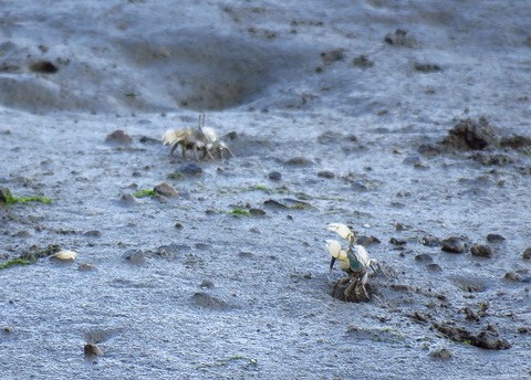 20190321_東京港野鳥公園 チゴガニ（森撮影）torim