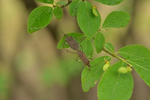 キバラヘリカメムシー180523-芝生広場 (7)