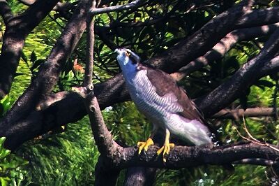 オオタカ_231020_東京港野鳥公園_恩田幸昌_IMG_1262_trim