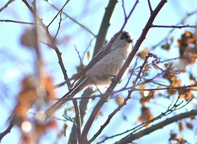 エナガー4号観察小屋前ー190124－長縄