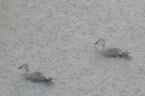 カルガモ08.07.28