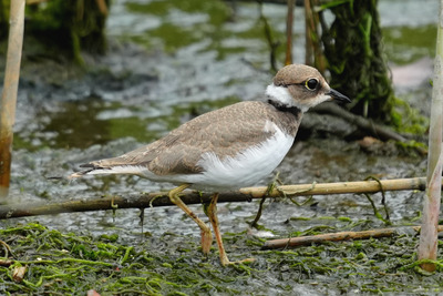 コチドリ_240629_東京港野鳥公園_潮入りの池_公財日本野鳥の会_レンジャー青木撮影