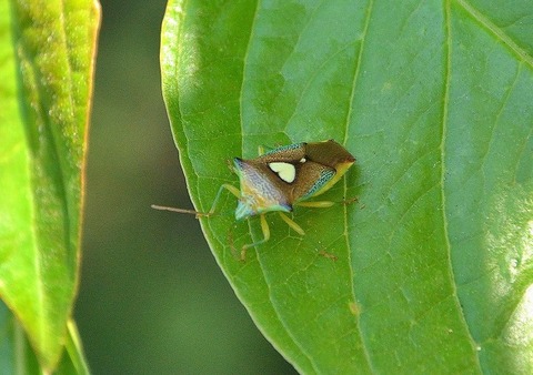 エサキモンキツノカメムー180522-東京港野鳥公園西園ミズキ (1)