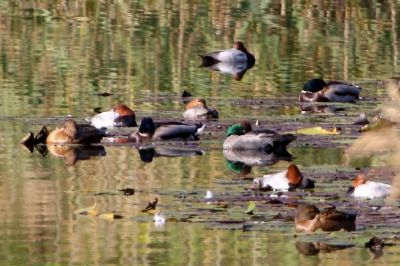 ヨシガモ_181128_東京港野鳥公園_恩田撮影_MG_1288_trim