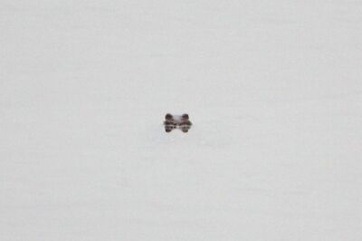 アズマヒキガエル_240221_東京港野鳥公園_恩田幸昌_IMG_0299_trim