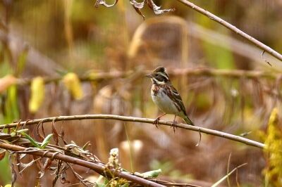 カシラダカ_191124_4号観察小屋