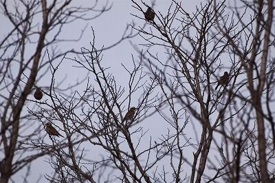 DSC_1270 (2)