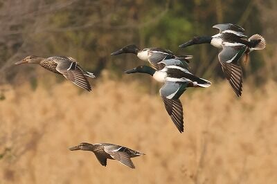 嘴広鴨0P4A0526鳥