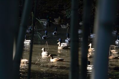 マガモ_20191121_東京港野鳥公園_恩田幸昌_MG_3955