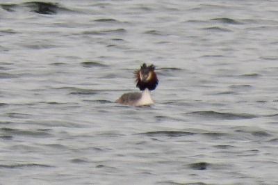190323_カンムリカイツブリ_前浜_青木撮影(2)