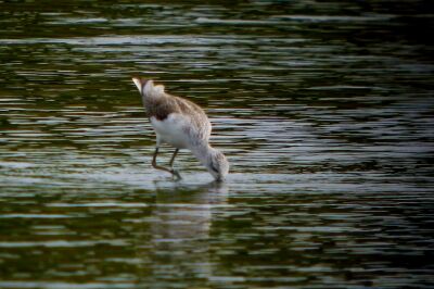 アオアシシギ_201030_東京港野鳥公園_恩田幸昌_P1440001_trim