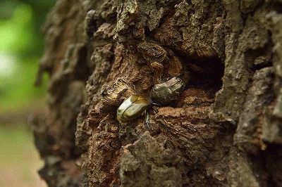樹液に集まるコウチュウたちー自然生態ー190628