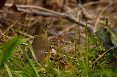 アカハラ_200122_ミニ生態園