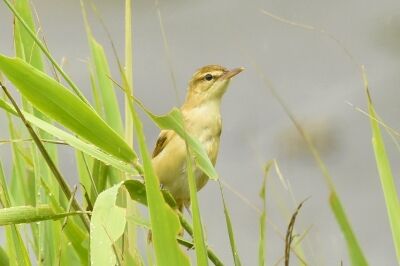 オオヨシキリ_20200725_東京港野鳥公園_レンジャー撮影