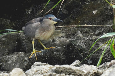 ゴイサギ_240621_東京港野鳥公園_潮入りの池_公財日本野鳥の会_レンジャー青木撮影