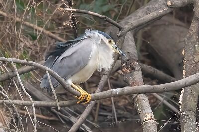 DSC_7565-DeNoiseAI-standard