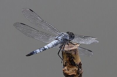 IMG_1742（トリミング）