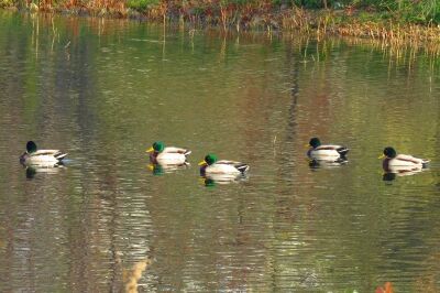 マガモ_191218_東淡水池