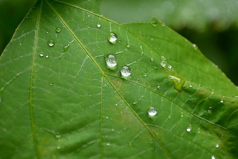 雫ー180523-芝生広場 (2)