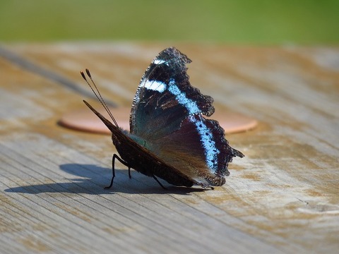 ルリタテハ_20200319_東京港野鳥公園
