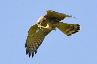 サシバ_20200821_東京港野鳥公園_レンジャー撮影