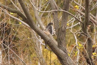 ハイタカ_東淡水池島