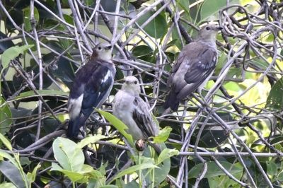 コムクドリ_190726_東淡水池