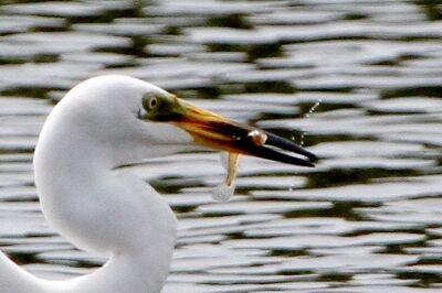 ダイサギ_230620_東京港野鳥公園_恩田幸昌_MG_2615_trim