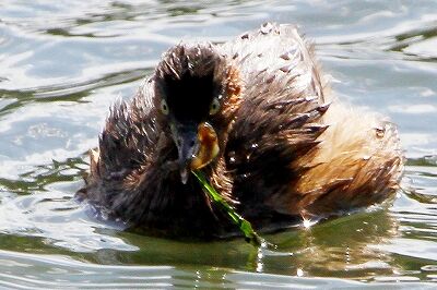 カイツブリ_231021_東京港野鳥公園_恩田幸昌_MG_8779_trim