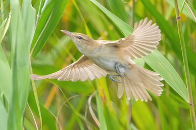 DSC_3084-SharpenAI-Motion