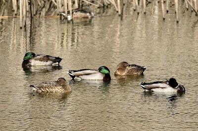 マガモ_20201121_東京港野鳥公園_レンジャー撮影
