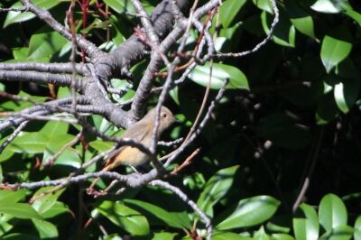 ジョウビタキ_240227_東京港野鳥公園_恩田幸昌_IMG_0481_trim
