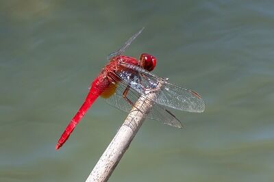 DSC_0011-DeNoiseAI-standard