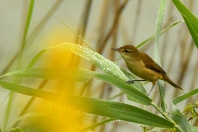オオヨシキリ_20200823_東京港野鳥公園_レンジャー撮影