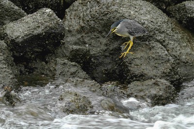 ササゴイ_240621_東京港野鳥公園_前浜干潟_公財日本野鳥の会_レンジャー青木撮影