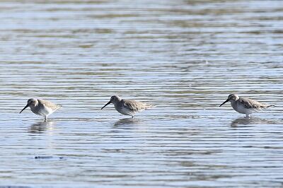 ハマシギ_20201123_東京港野鳥公園_レンジャー撮影2