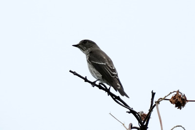 エゾビタキ_240929_東京港野鳥公園_東園_公財日本野鳥の会_レンジャー青木撮影