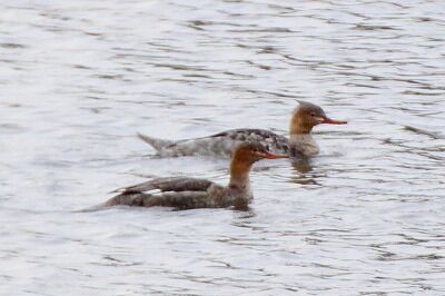 ウミアイサ_20201125_潮入りの池