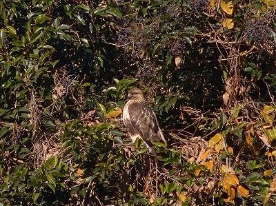 ノスリー181228－4号観察小屋奥ー長縄