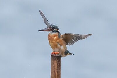 DSC_9204-2-DeNoiseAI-standard