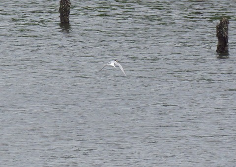 20180526_ コアジサシ