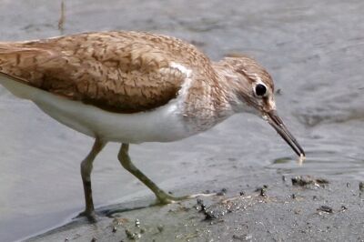 イソシギ_230720_東京港野鳥公園_恩田幸昌_MG_4308_trim