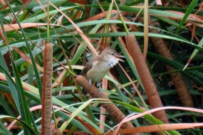 オオヨシキリ_190830_東淡水池