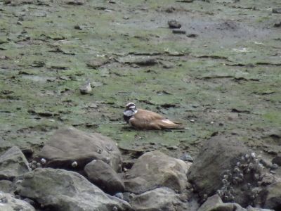 コチドリー190628-潮入りの池 (1)