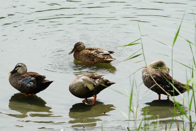 マガモ_240919_東京港野鳥公園_潮入りの池_公財日本野鳥の会_レンジャー青木撮影