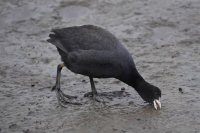 オオバン_191222_潮入りの池