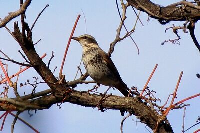ツグミ_20201123_自然生態園_レンジャー撮影