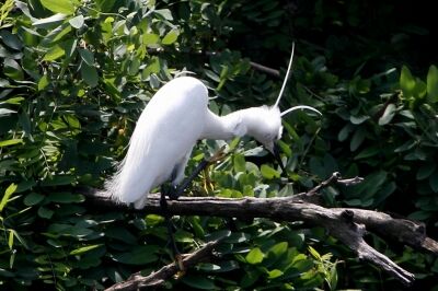 コサギ_230527_東京港野鳥公園_恩田幸昌_MG_1143_trim