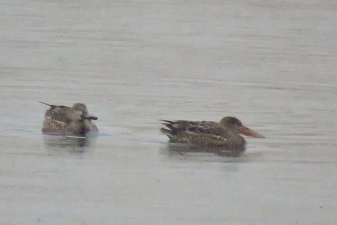 190131ハシビロガモ_01