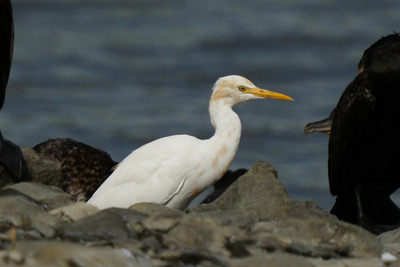 アマサギ_240921_東京港野鳥公園_潮入りの池_公財日本野鳥の会_レンジャー青木撮影